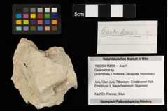 Foto (Objekt + Etiketten) von Gastrodorus sp. (NHMW-GEO-1990-0041-0099)